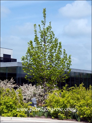 young tree
